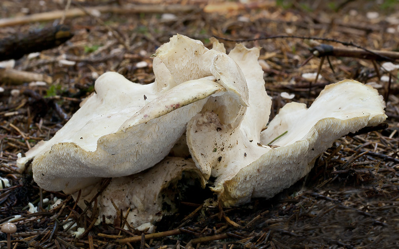 Albatrellus cristatus